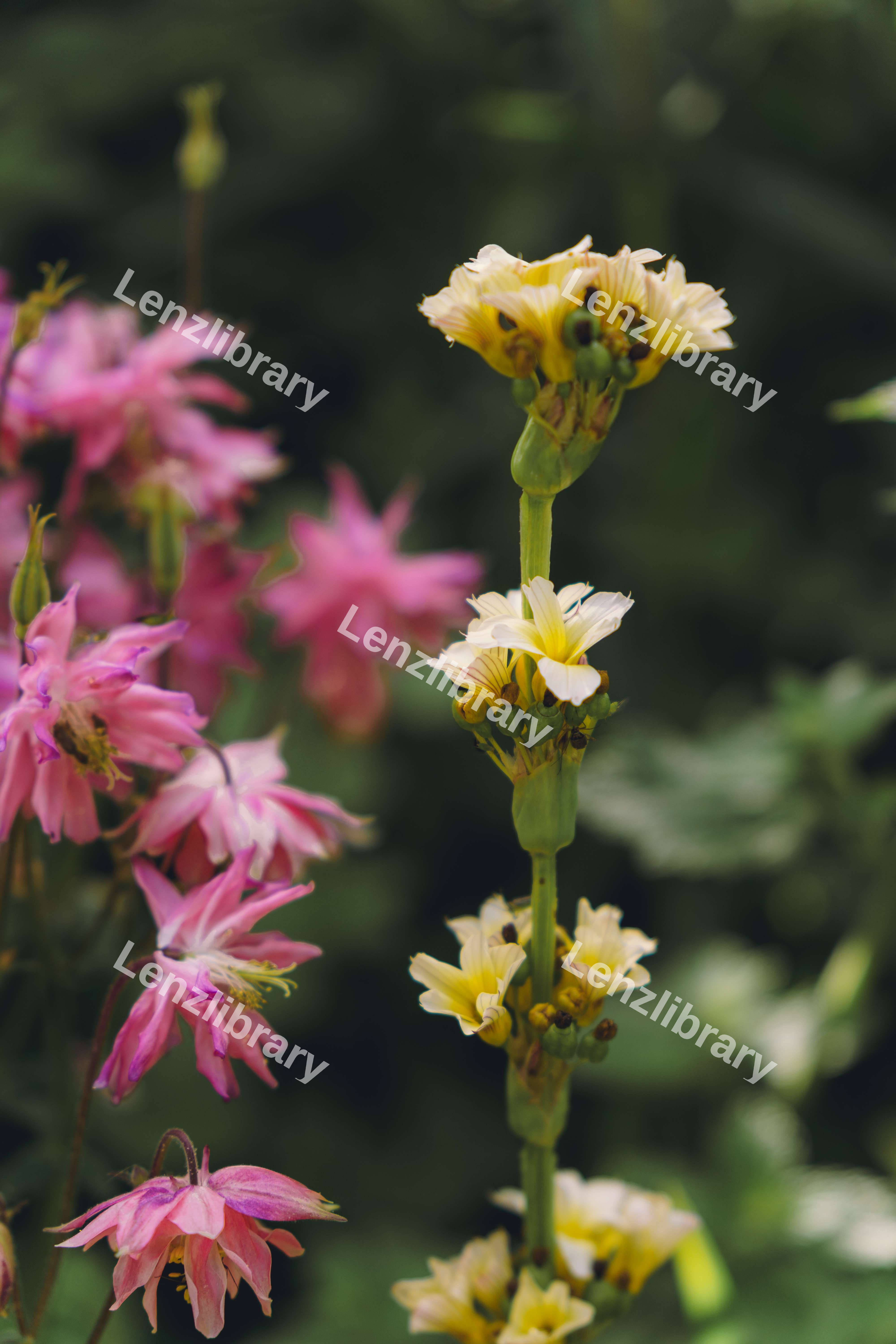 Sisyrinchium With Company